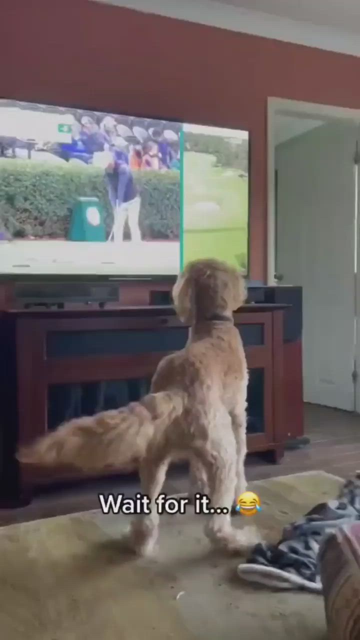 This may contain: a dog standing on its hind legs in front of a tv with the caption wait for it