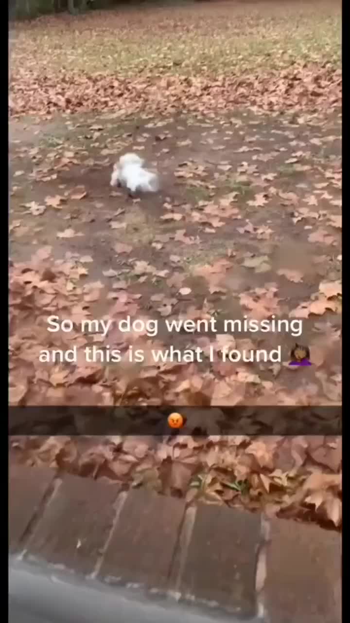 This may contain: a small white dog standing on top of leaves