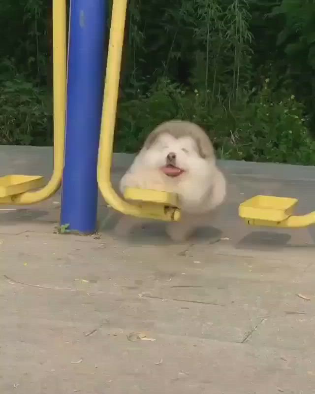 This may contain: a puppy is playing on a playground slide