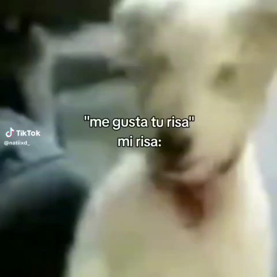 This may contain: a white dog is looking at the camera and has an interesting caption in spanish