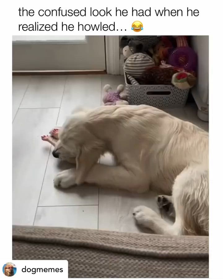 This may contain: a white dog laying on the floor next to a stuffed animal