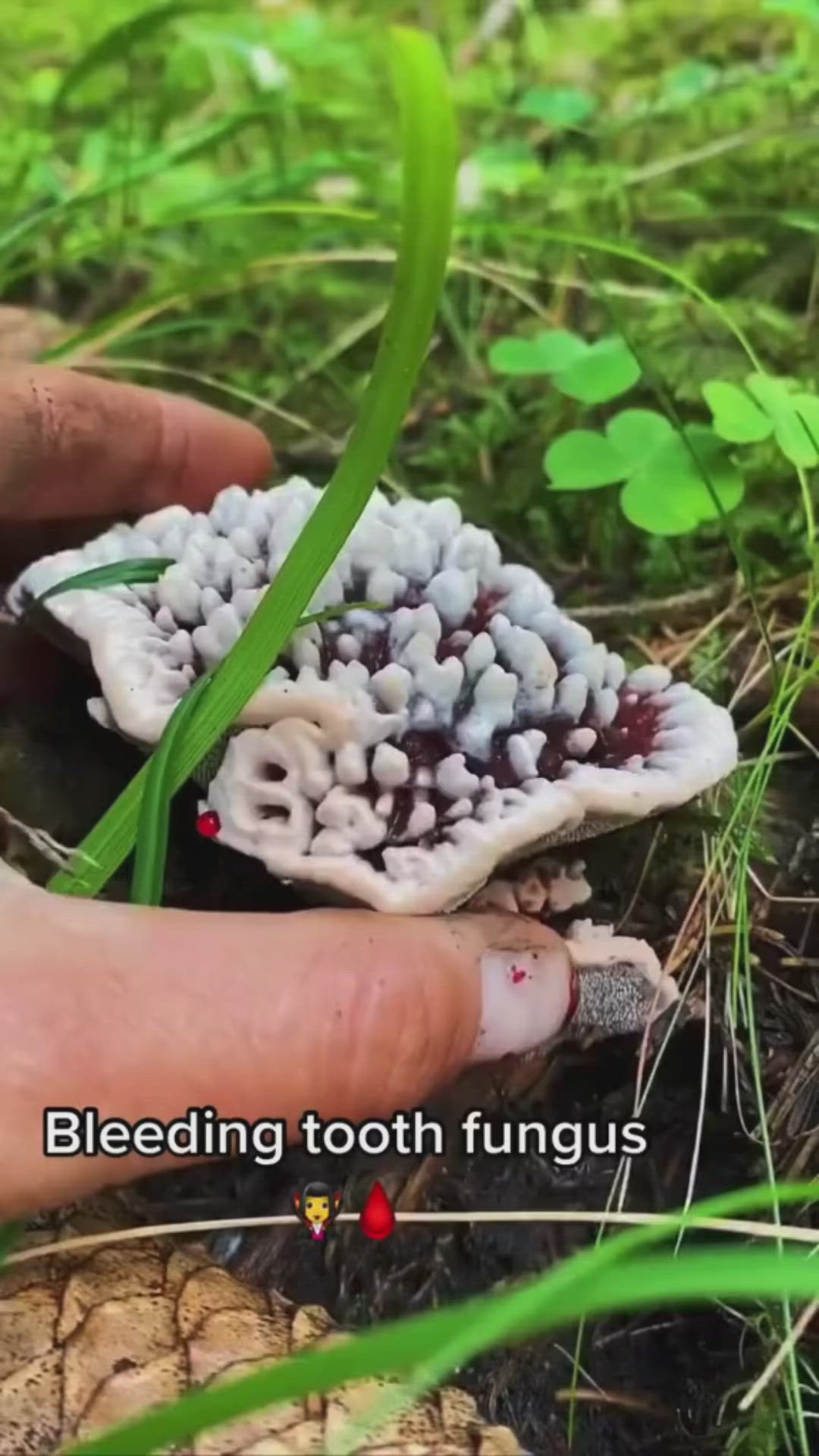 This contains an image of: Ever heard of the Bleeding Tooth Fungus?