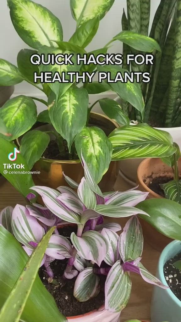 This may contain: several potted plants with the words quick hacks for healthy plants