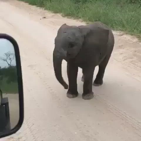 This may contain: an elephant walking across a dirt road next to a car