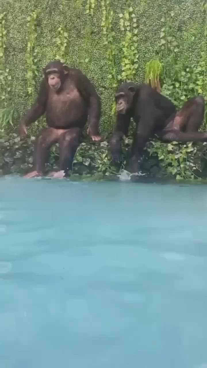 This may contain: two chimpan monkeys sitting on the edge of a swimming pool