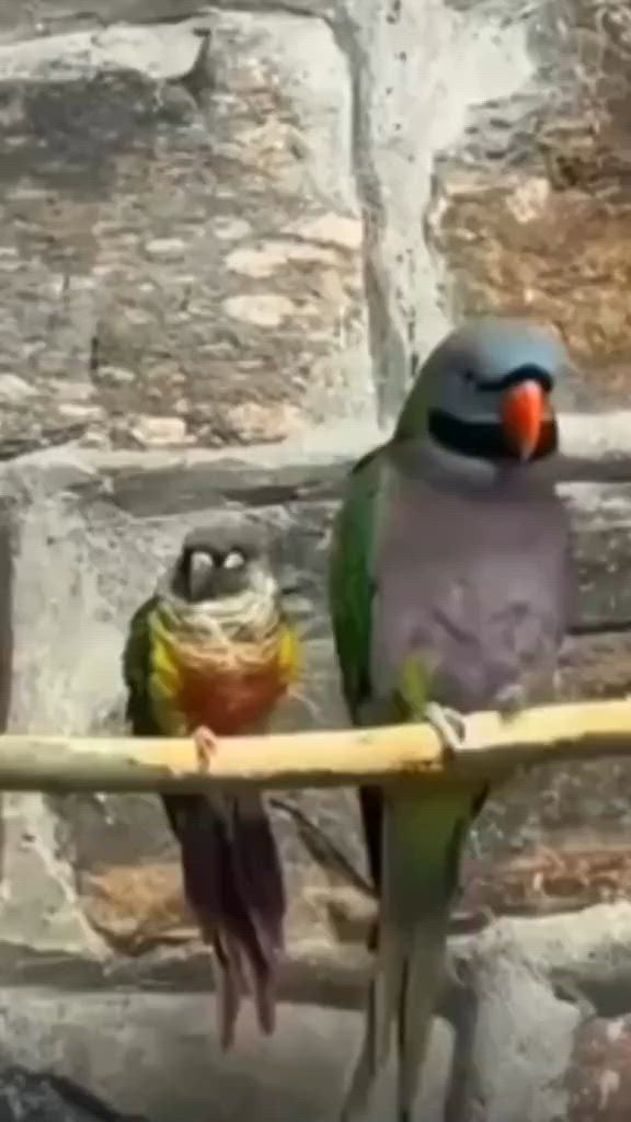 This may contain: two colorful birds sitting on top of a wooden perch next to each other in front of a stone wall