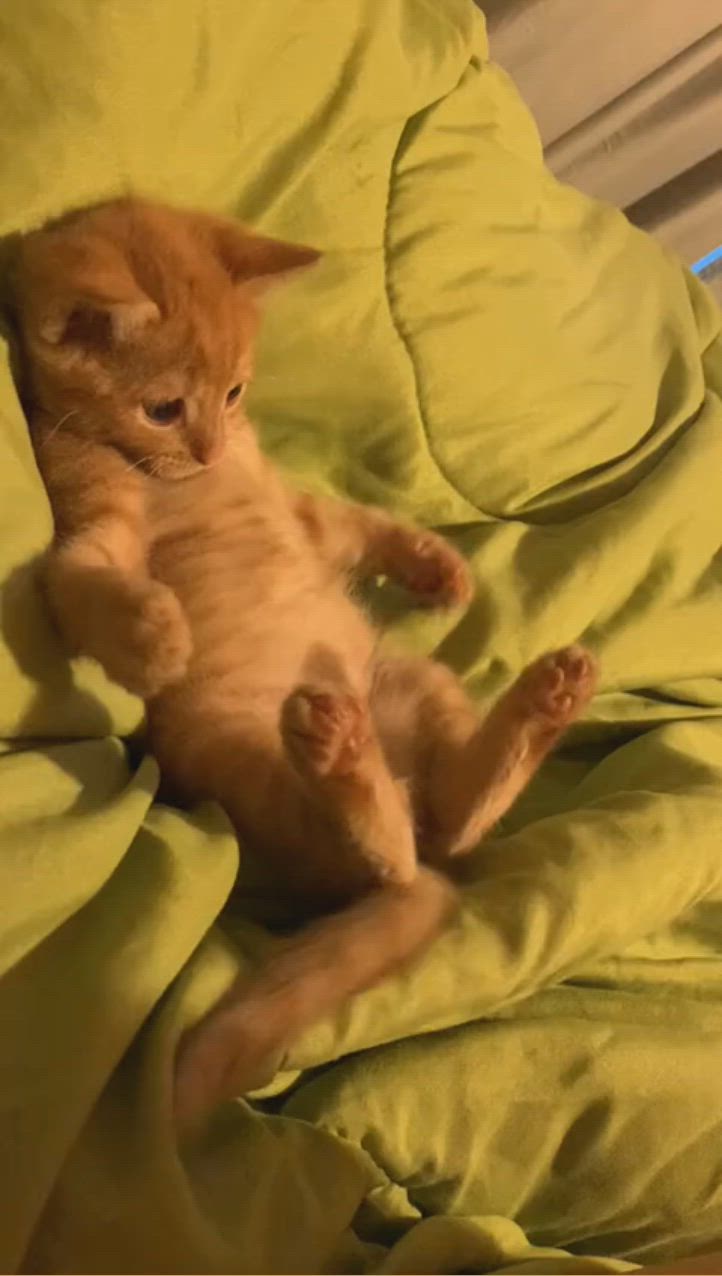 This may contain: an orange tabby cat laying on top of a green comforter with its paws in the air