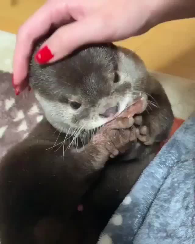 This may contain: an otter is eating something while being petted by someone's hand on the floor