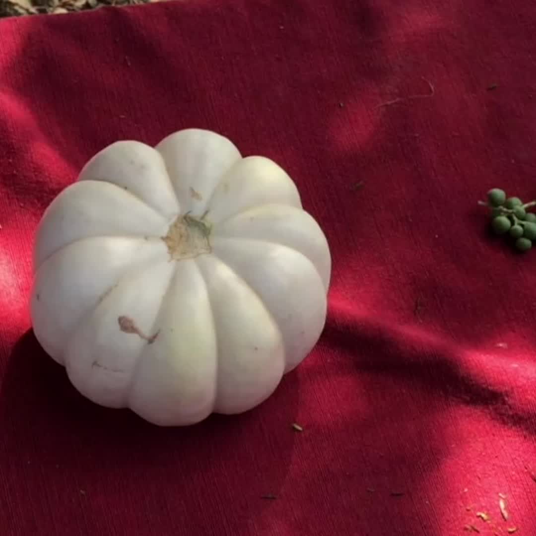 This may contain: a white pumpkin filled with succulents on top of a green table cloth