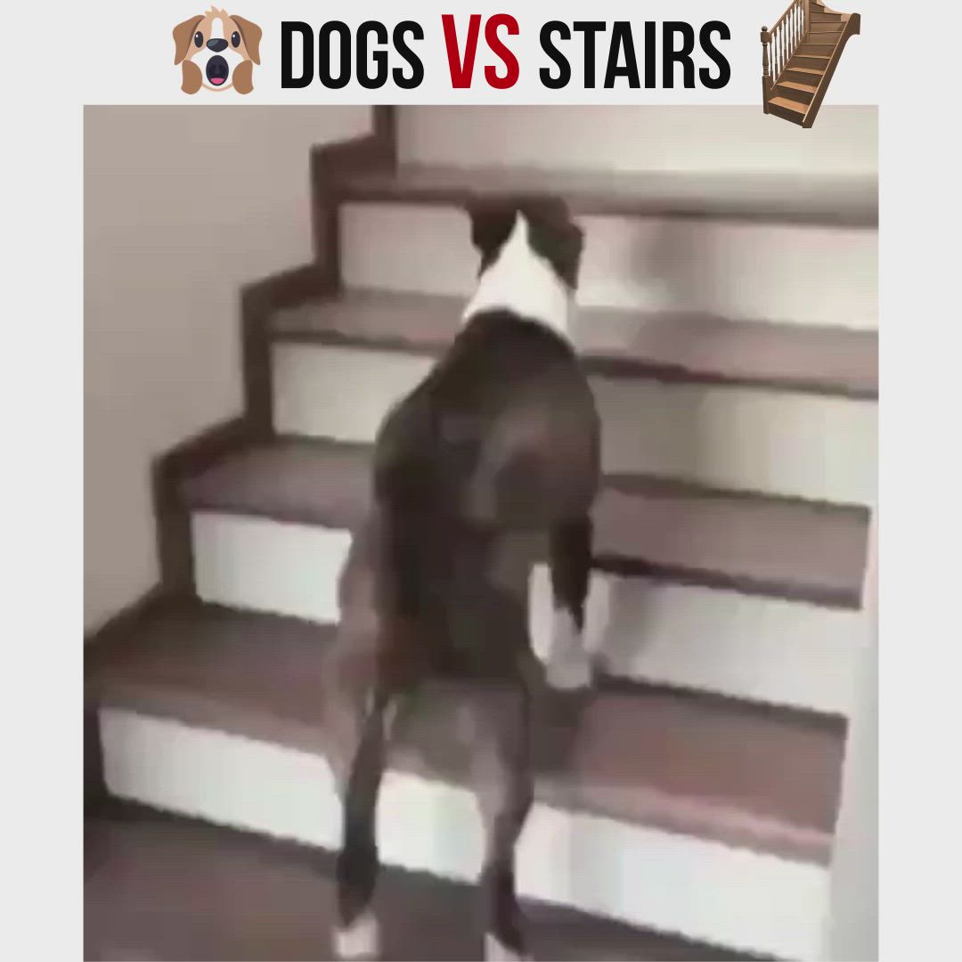 This may contain: the dog is walking down the stairs with his head in the air and it's tail up