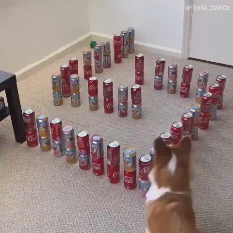 This may contain: a heart made out of cans on the floor with a dog looking at them in the background