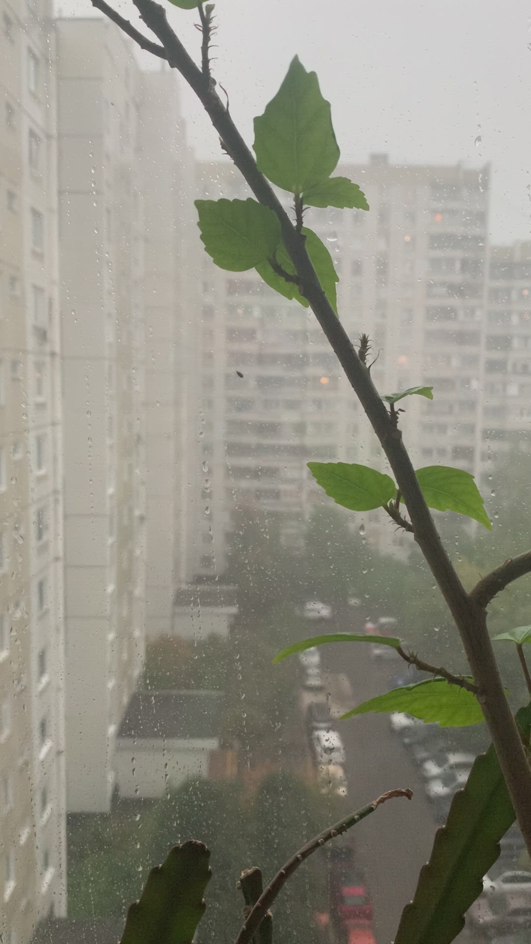 This may contain: a plant in front of a window on a rainy day with buildings in the background