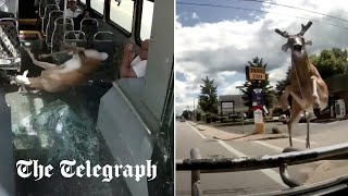 video: Watch: Deer crashes through windscreen of moving bus