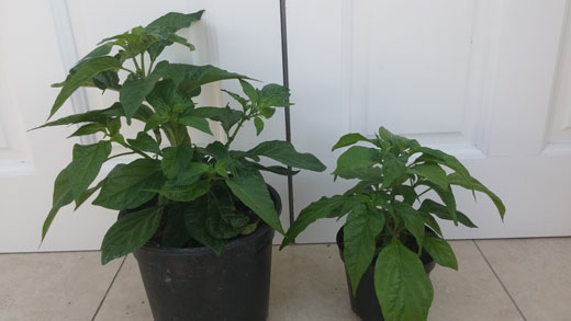 potting on chillies