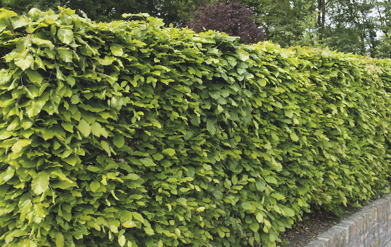 Green beech hedging from Thompson & Morgan