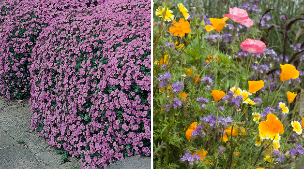 Aubretia 'Cascade Purple' & Wildflower 'Honey-bee Flower Mixed'