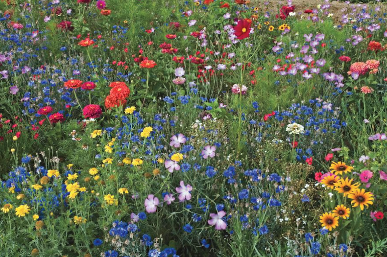 Assorted wildflower mix in a garden