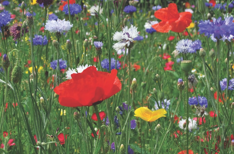 Poppies and various other wildflowers in Cornfield mixture from Thompson & Morgan