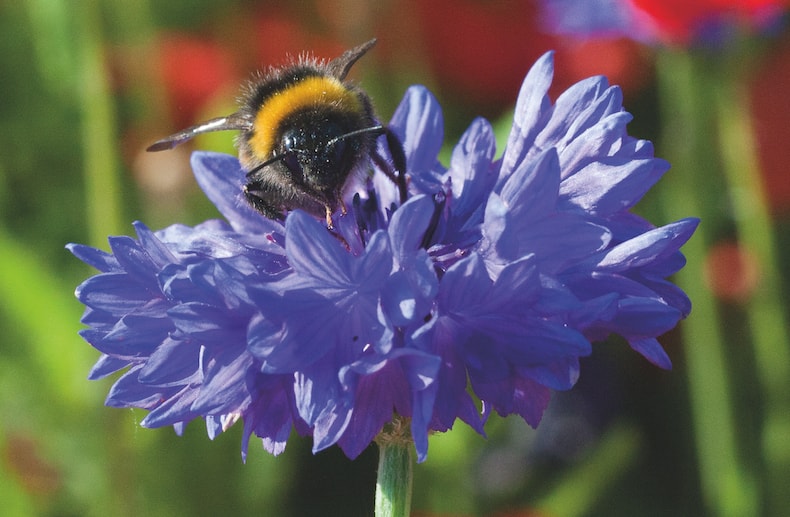 Cornflower ‘Blue Diadem’ from Thompson & Morgan