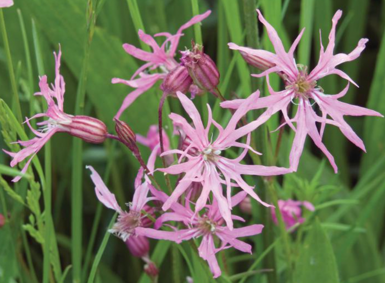 Pink petals of Lychnis flos-cuculi from Thompson & Morgan