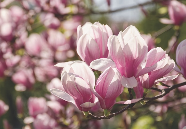 Pink flowers of magnolia trees