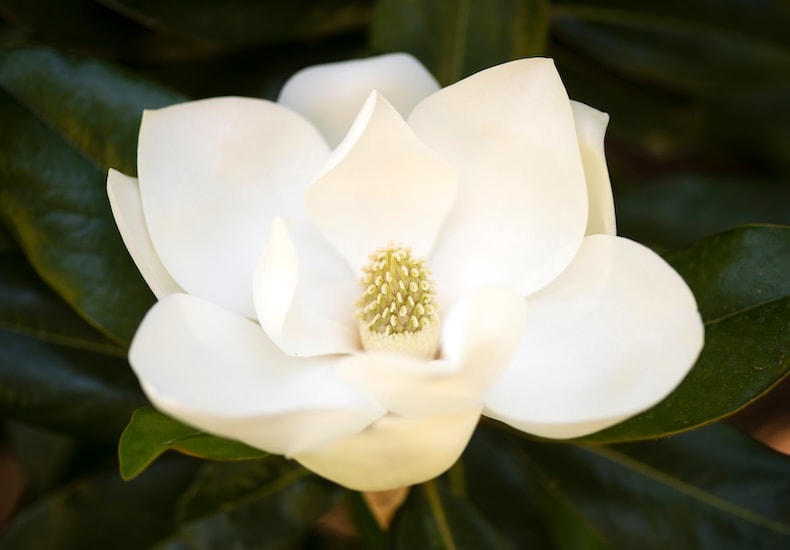 Single white flower of Magnolia grandiflora 