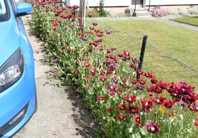 Border of red poppies next to car