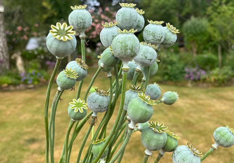 Group of dried poppy heads