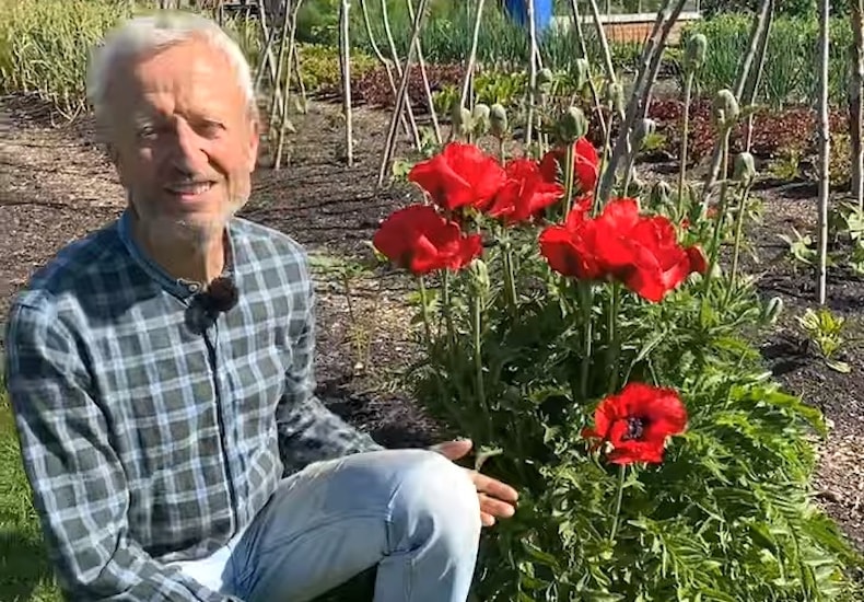 Man kneeling next to red poppies