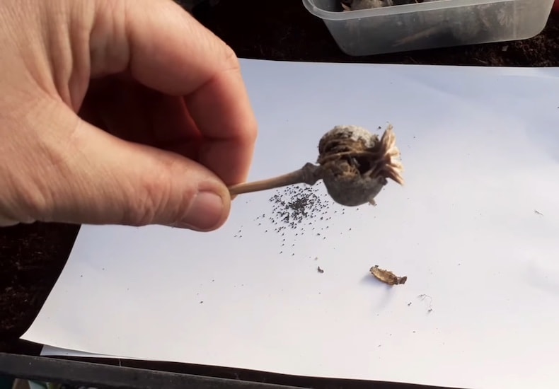 Man sprinkling poppy seeds on paper