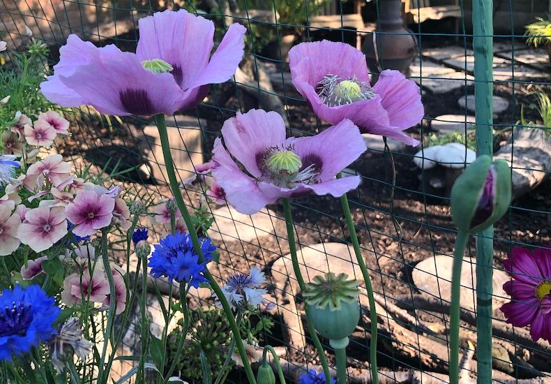 Purple self seeded poppies