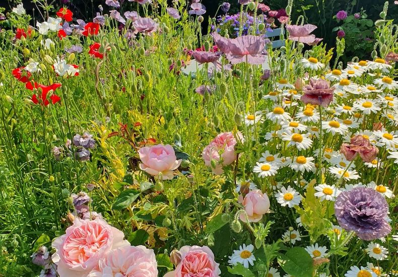 Pink roses, purple poppies and daisies