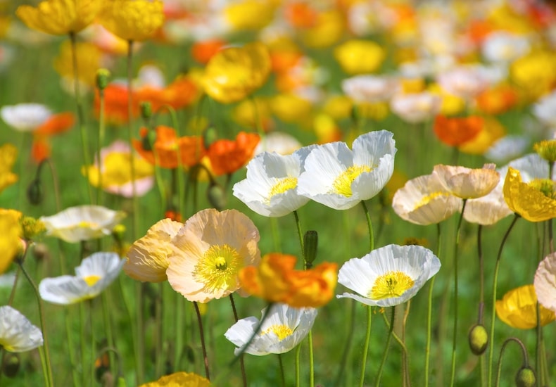 White orange and yellow icelandic poppies