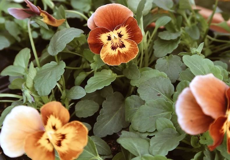 Brown and yellow viola