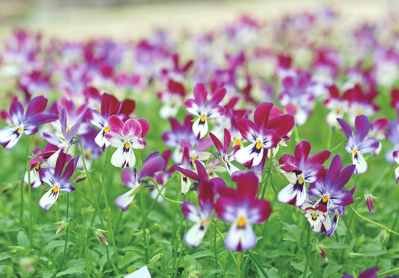 Purple and white violas in lawn