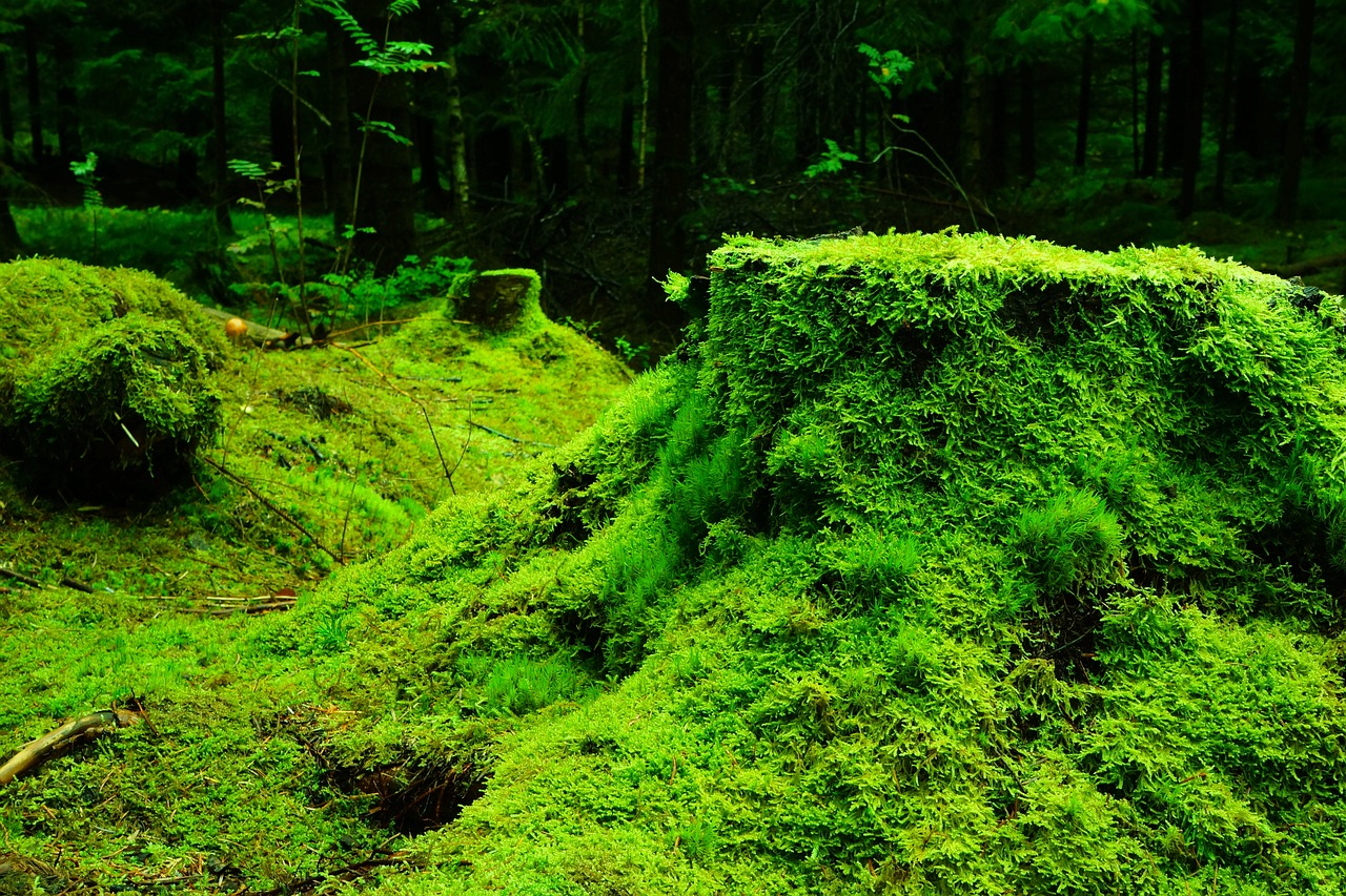 moss, forest, vegetation-483206.jpg