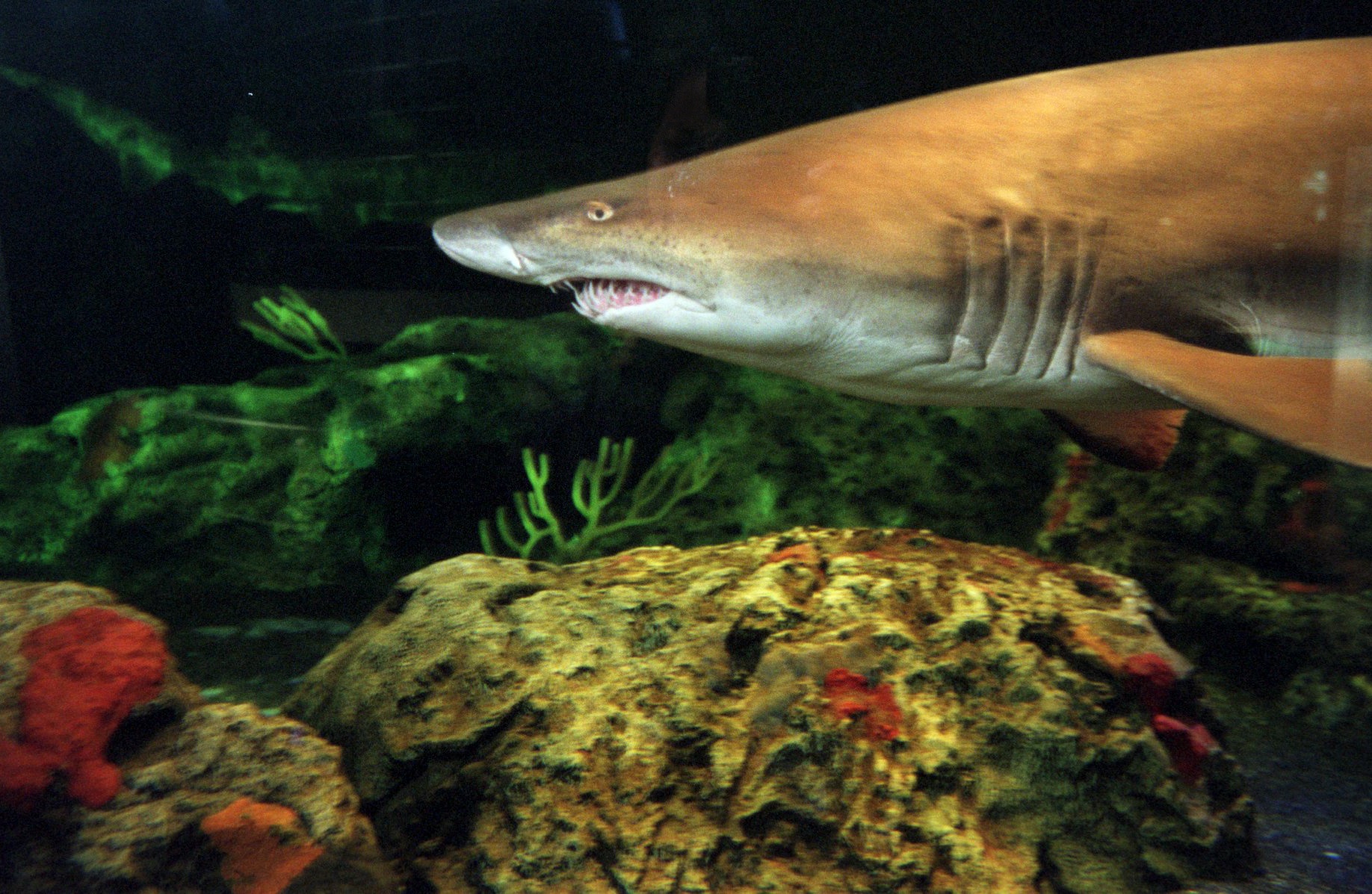 Baltimore, MD--3/4/03--A male Sand Tiger shark swims in the Open Ocean exhibit in the National Aquarium in Baltimore. One at a time the three male Sand Tigers were removed from the exhibit and given their yearly check up. Kim Hairston/staff.