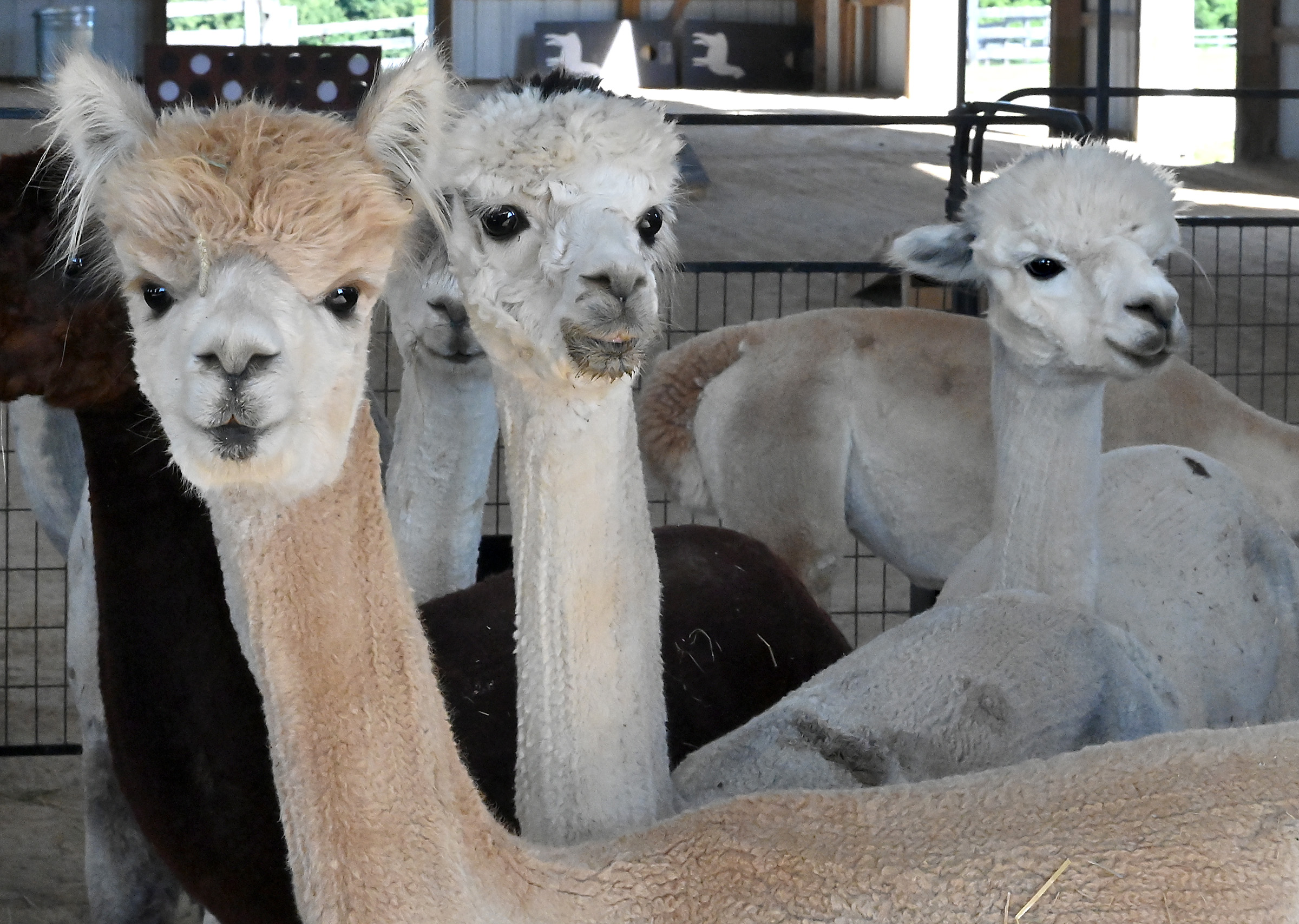 Bred females, Silohette, aka Silly Girl, Intersteller, and Sky are photographed at Black Barn Alpacas in Finksburg. The farm is owned and operated by Travis and Yussy McManus. (Jeffrey F. Bill/Staff photo)