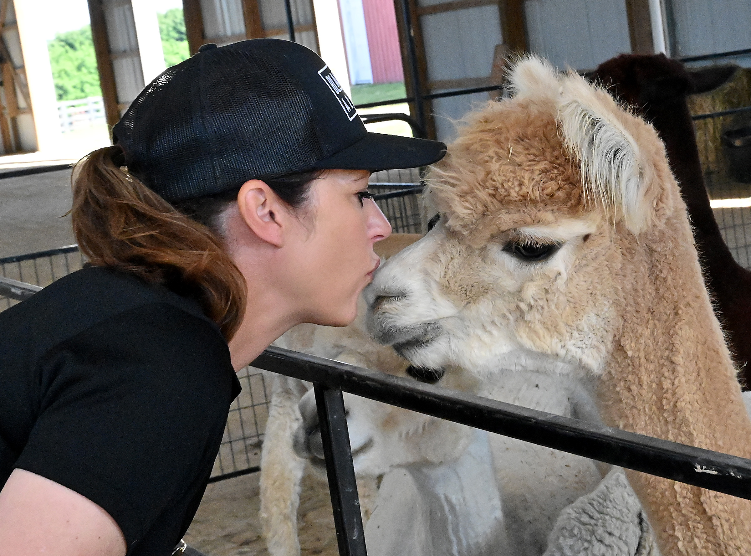 Yussy McManus gives Silly Girl a kiss at Black Barn Alpacas in Finksburg. Silly Girl was an anniversary present to Yussy from Travis. The farm is owned and operated by Travis and Yussy McManus. (Jeffrey F. Bill/Staff photo)