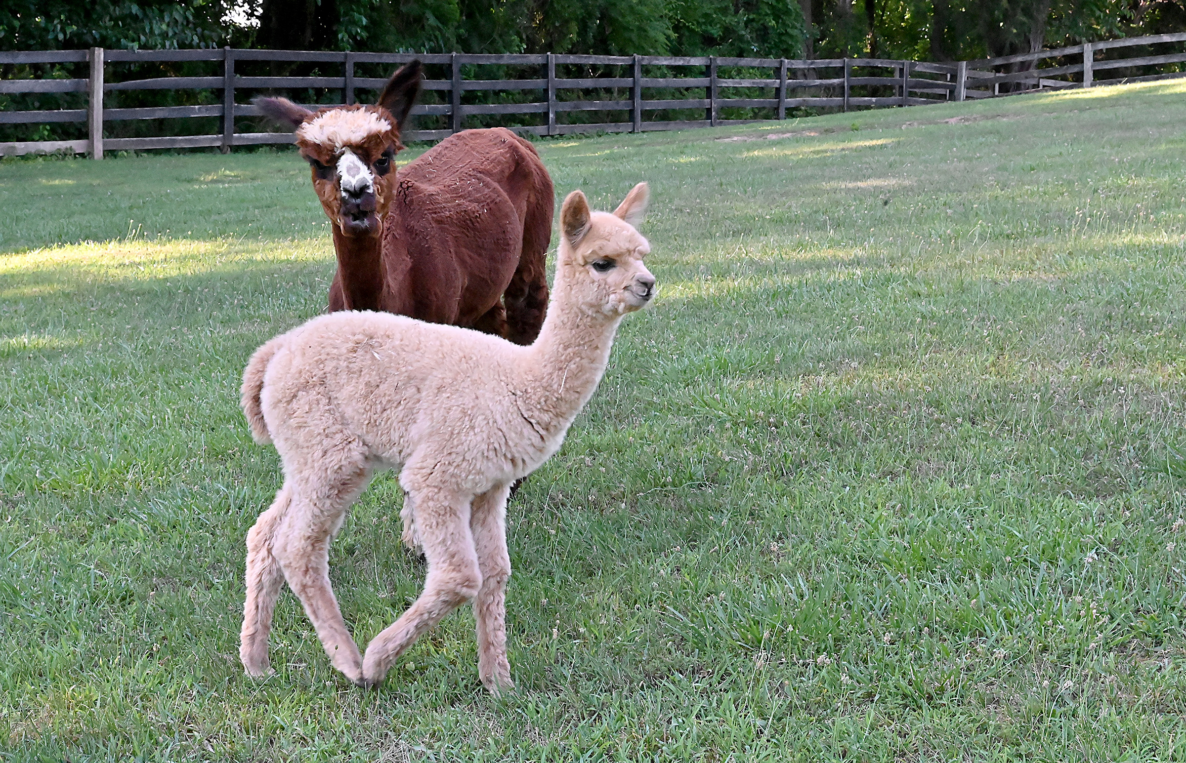 Ava with her cria, a baby alpaca, Liane are photographed in the cria yard at Black Barn Alpacas in Finksburg. The farm is owned and operated by is owned by the animal-loving couple Travis and Yussy McManus. (Jeffrey F. Bill/Staff photo)