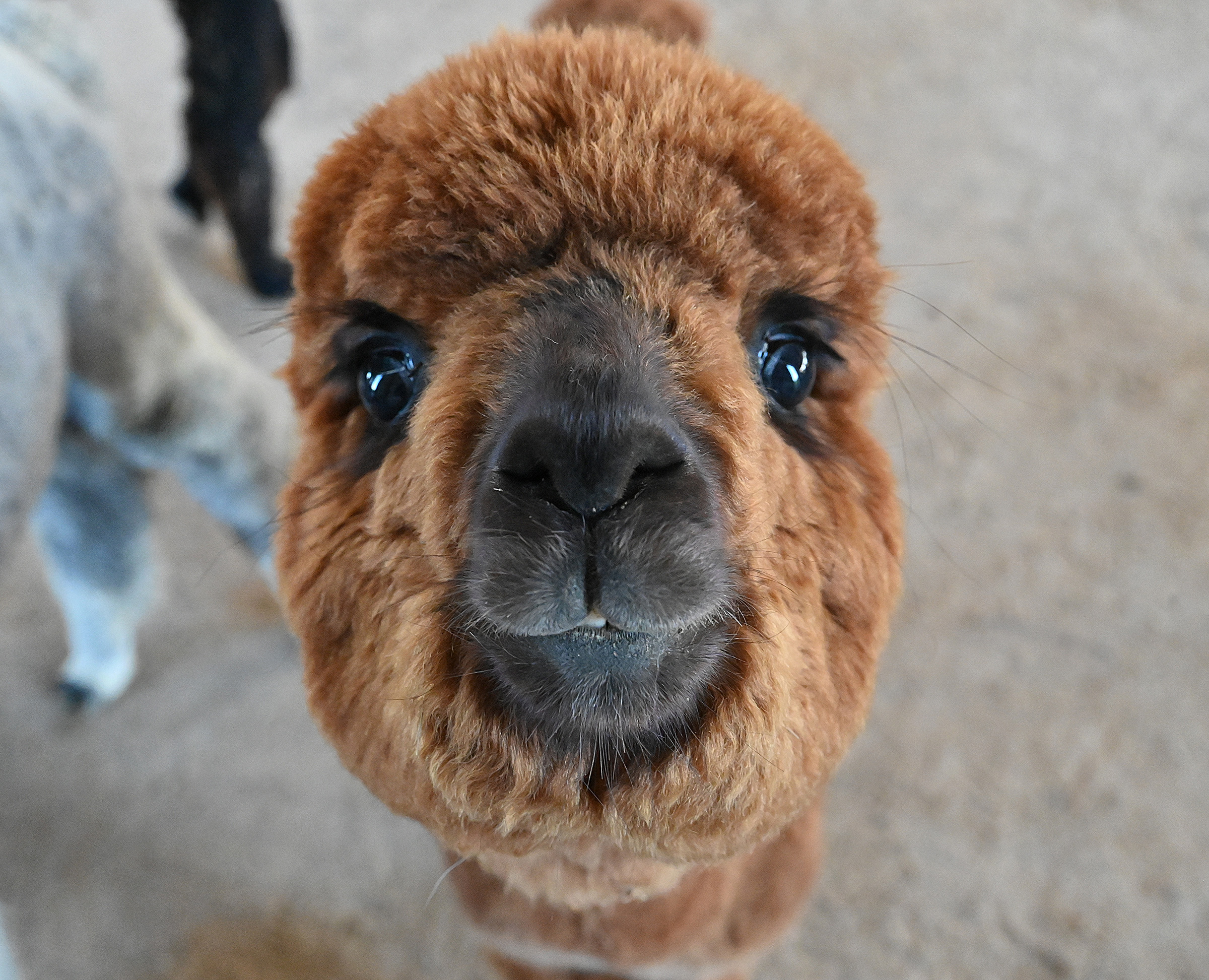 Pathman is photographed in the weanling pen, those who are between 6 months and 1 year old. Black Barn Alpacas in Finksburg is owned and operated by Travis and Yussy McManus. (Jeffrey F. Bill/Staff photo)