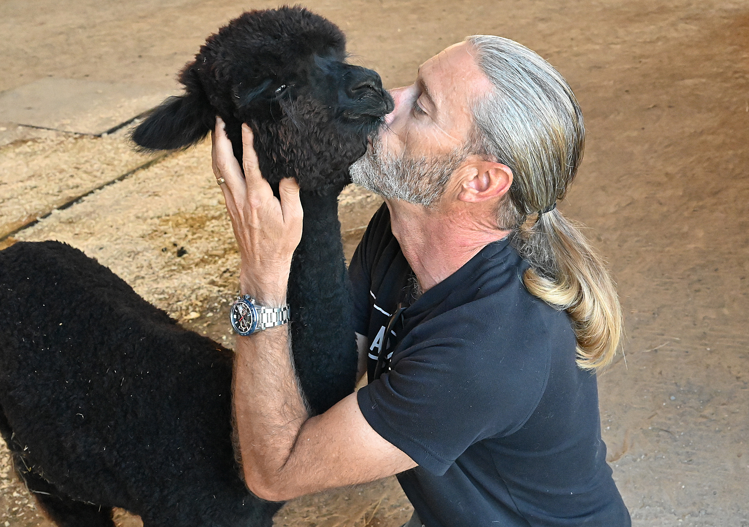 Travis gives Allie a hug and kiss. Allie was bottle fed from birth by Travis after its mother rejected her. Black Barn Alpacas in Finksburg is owned and operated by Travis and Yussy McManus. (Jeffrey F. Bill/Staff photo)