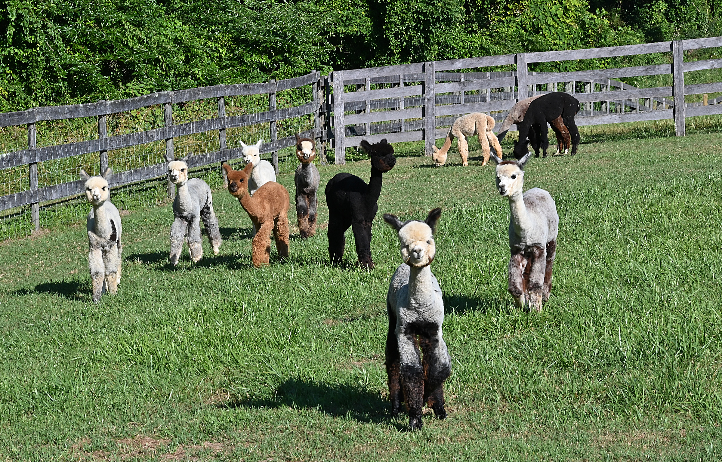 Some of the 115 Alpacas in one of the several yards at Black Barn Alpacas in Finksburg. The farm is owned and operated by Travis and Yussy McManus. (Jeffrey F. Bill/Staff photo)