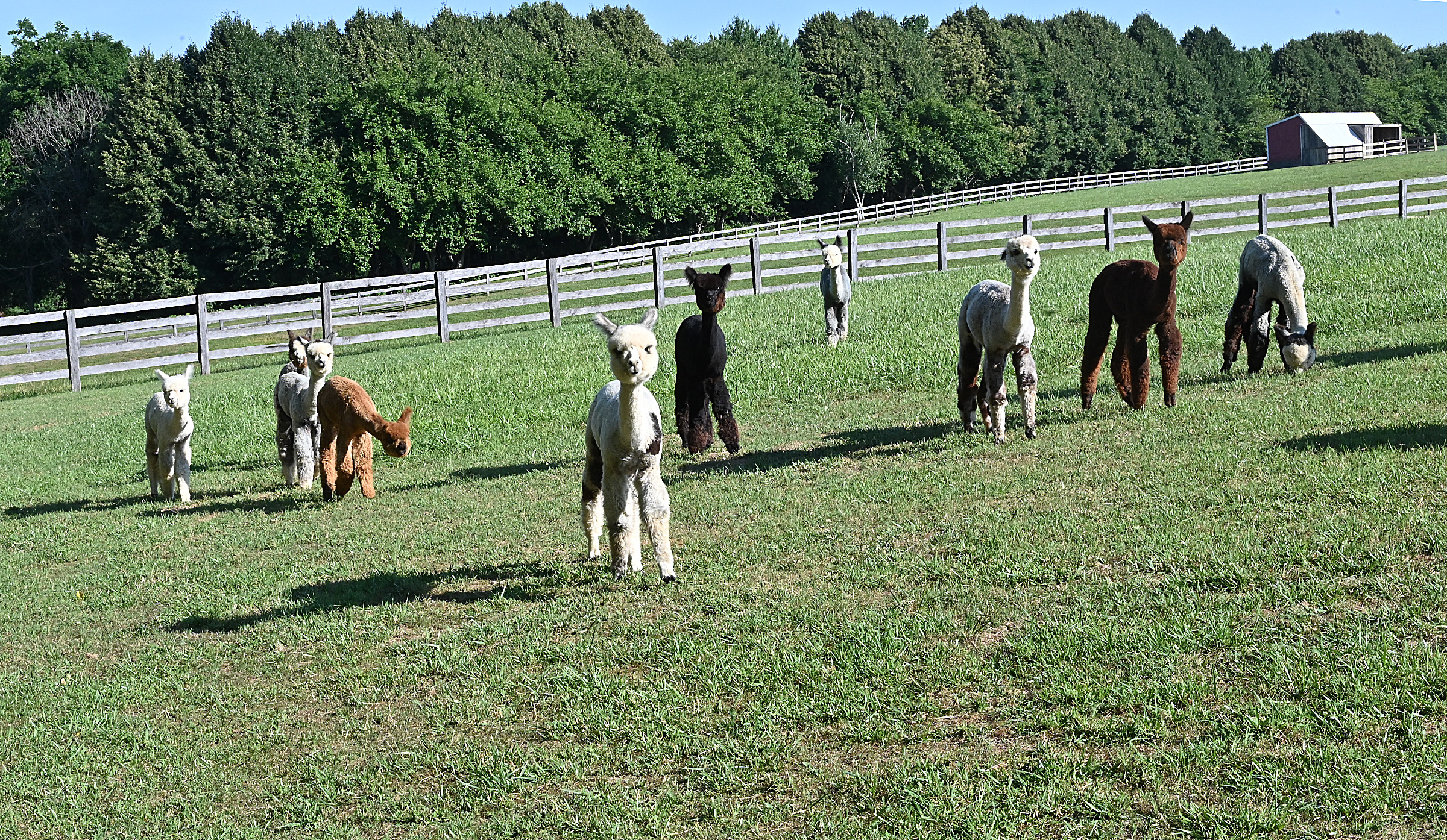 Some of the 115 Alpacas in one of the several yards at Black Barn Alpacas in Finksburg. The farm is owned and operated by Travis and Yussy McManus. (Jeffrey F. Bill/Staff photo)