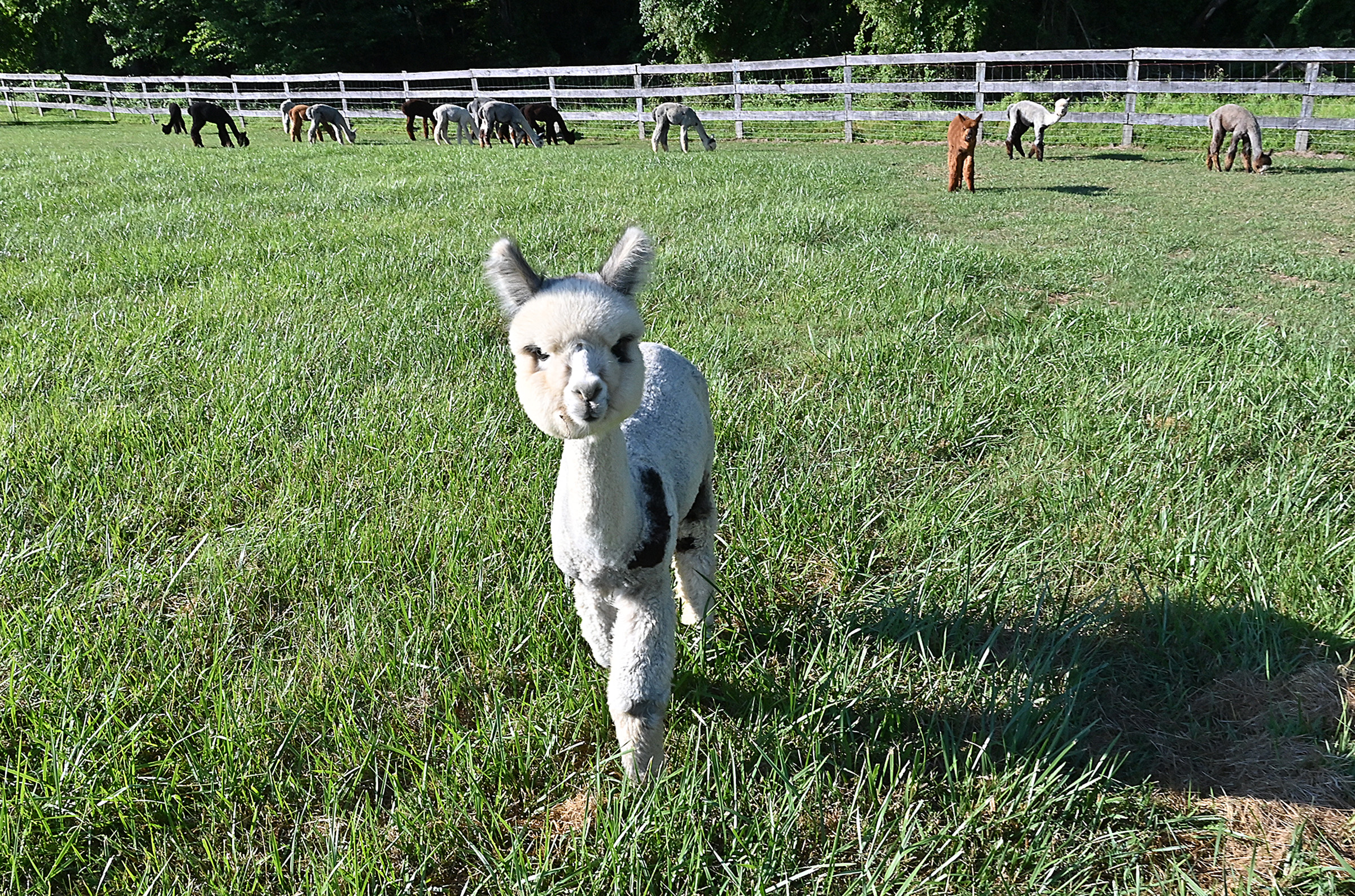 One of the 115 Alpacas, 10 month old Tsuga, is curious of the camera in one of the several yards at Black Barn Alpacas in Finksburg. The farm is owned and operated by Travis and Yussy McManus. (Jeffrey F. Bill/Staff photo)