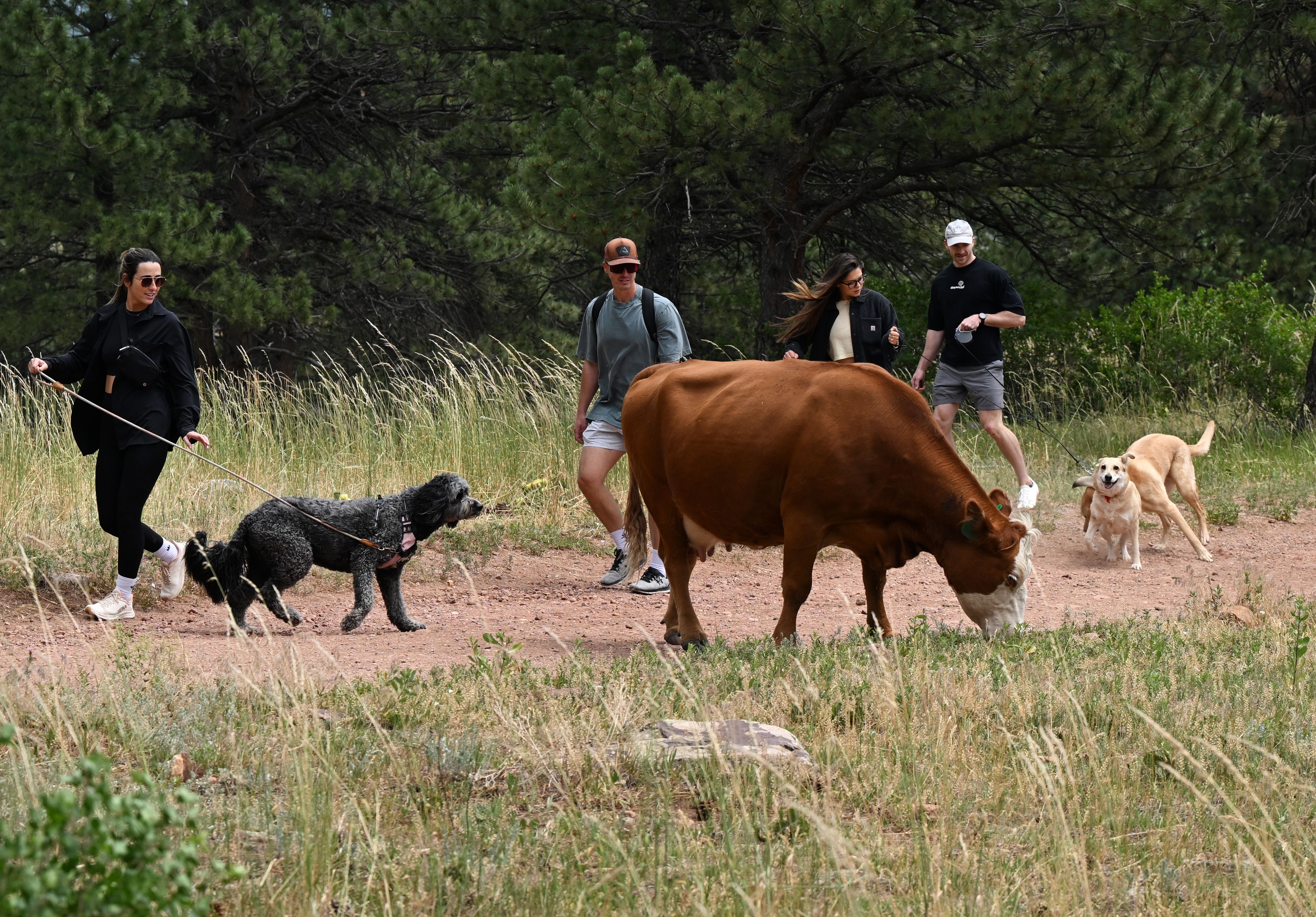 Brittany Beard, with her dog Dezi, left, Nash Hutter, Morgan Deskins and Ty Carroll with their dogs Will and Lyra, hike among grazing cattle on the Shanahan Trail in Boulder, Colorado on June 19, 2024. (Photo by Helen H. Richardson/The Denver Post)