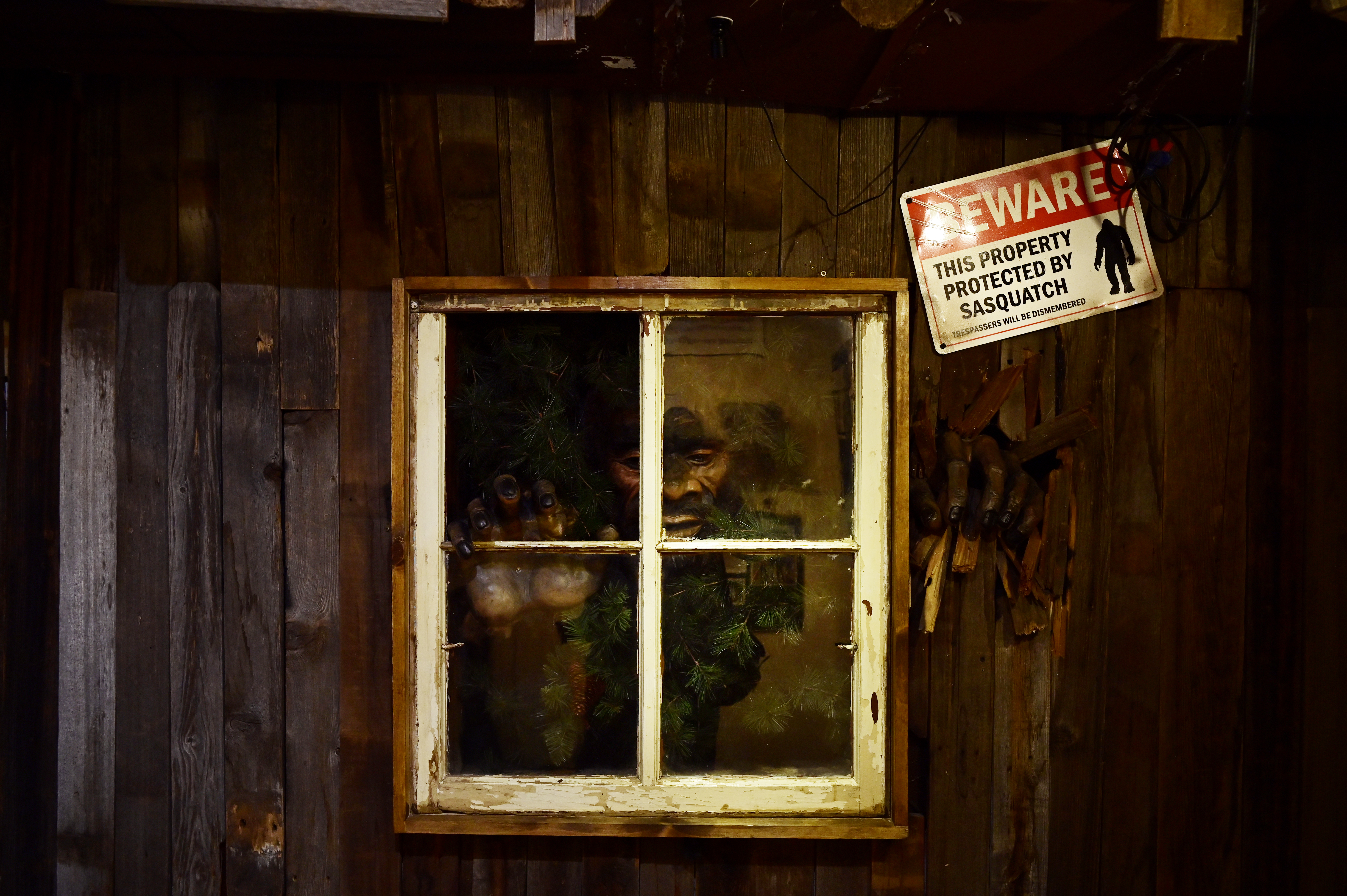 A Sasquatch peers through a window displayed at the Sasquatch Encounter Discovery Museum of The Sasquatch Outpost in Bailey, Colorado on Wednesday, June 26, 2024. (Photo by Hyoung Chang/The Denver Post)