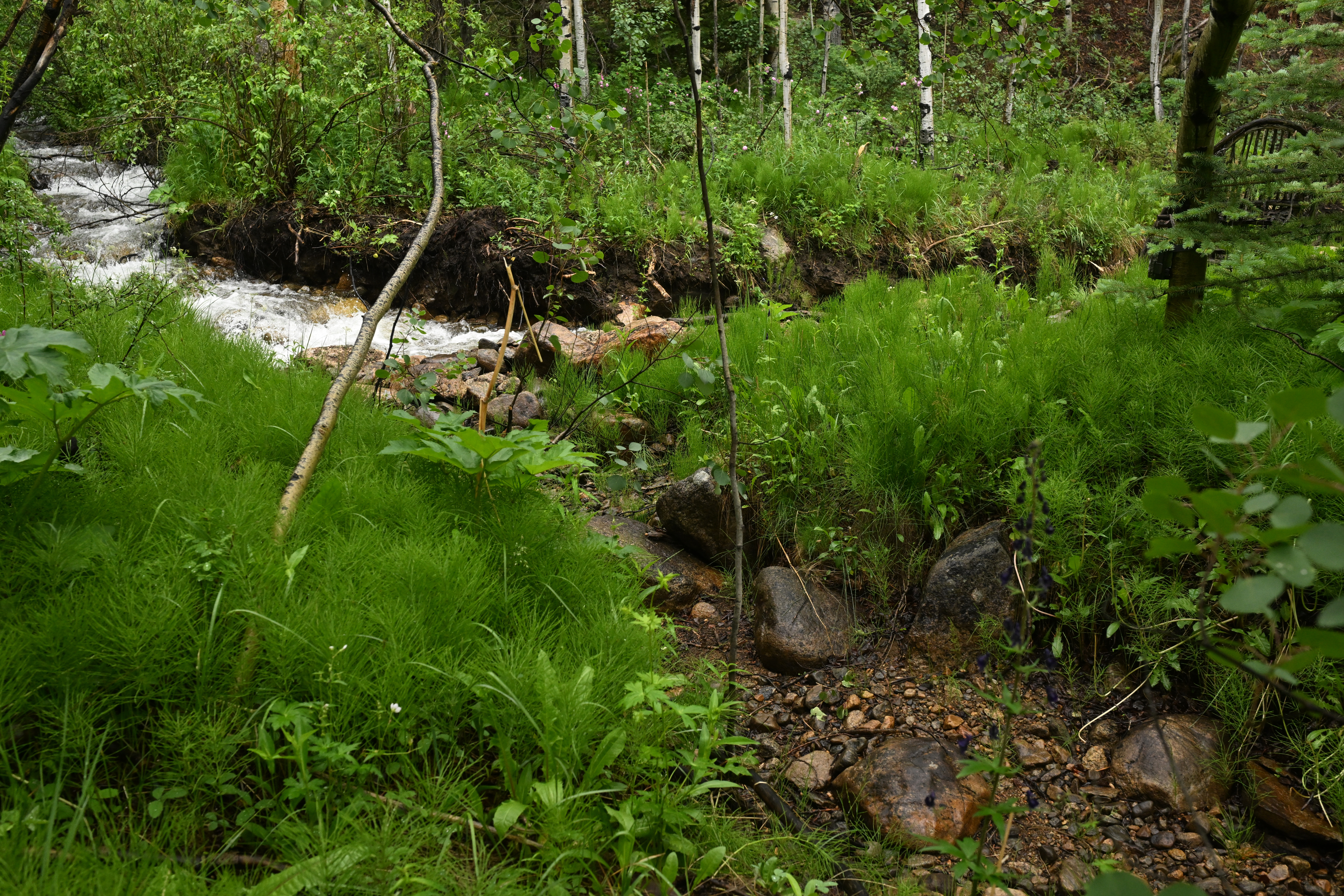 A developer blocked water from traveling down a section of a small stream that feeds Barn Pond, shown near Twin Lakes, Colorado, on July 1, 2024. (Photo by RJ Sangosti/The Denver Post)