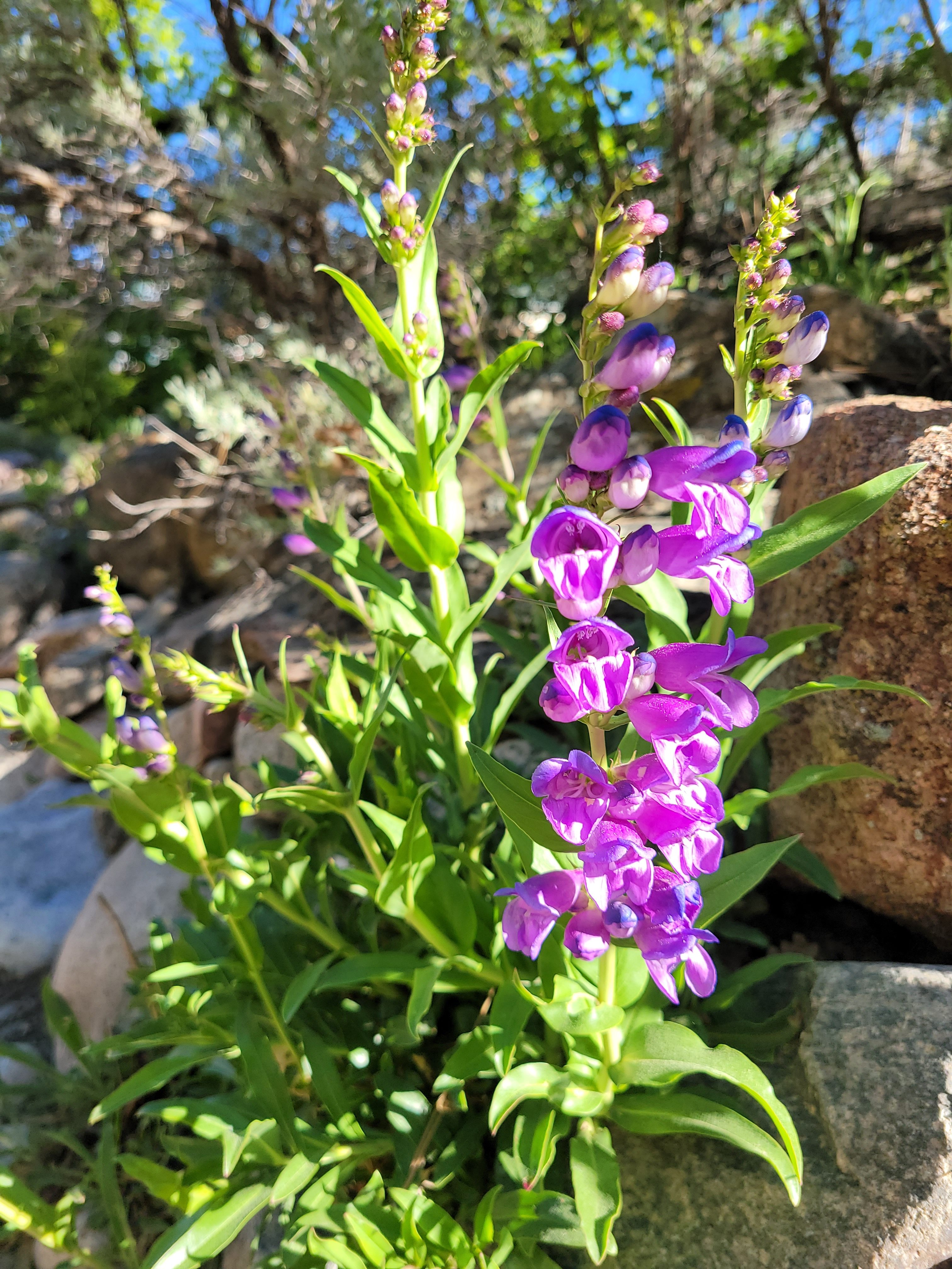 Mountain beardtongue, also known as penstemon, photographed recently in Estes Park. (Maggie Gaddis/Colorado Native Plant Society)