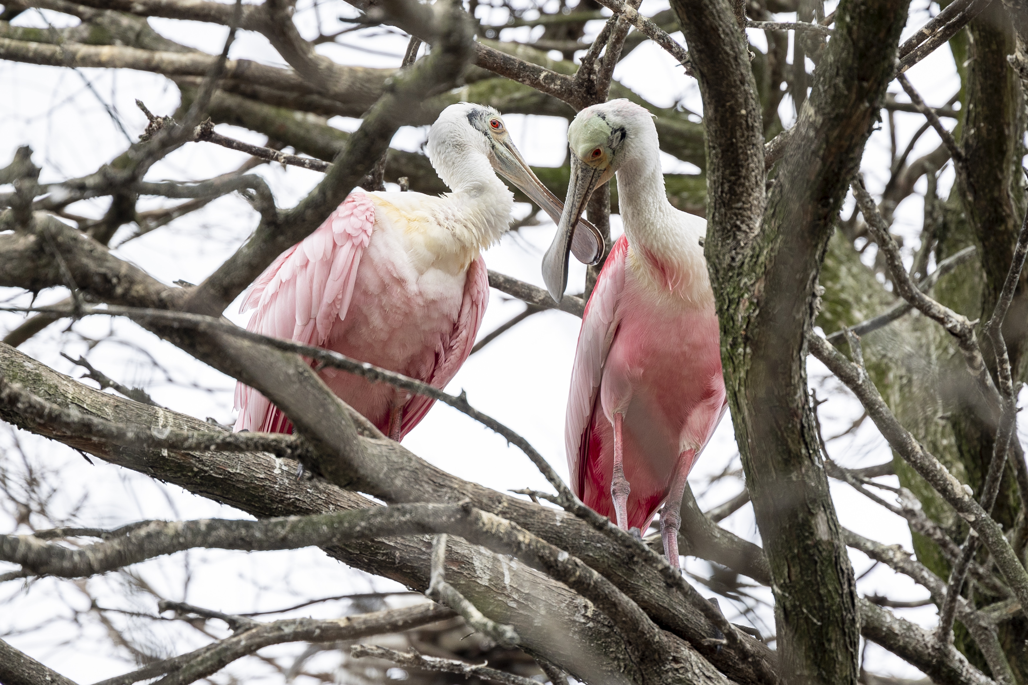 The native rookery and swamp is one focal point of the St. Augustine Alligator Farm Zoological Park, complete with roseate spoonbills seen March 8, 2024. (Patrick Connolly/Orlando Sentinel)